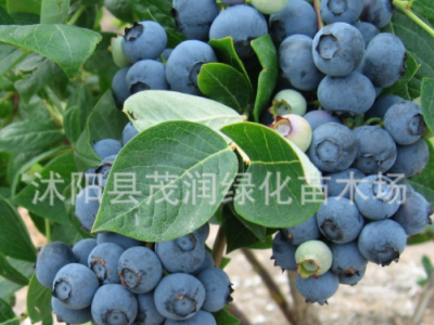 庭院地栽 室内盆栽果树苗 蓝莓苗 蓝莓树苗带土球包装，3年苗图2