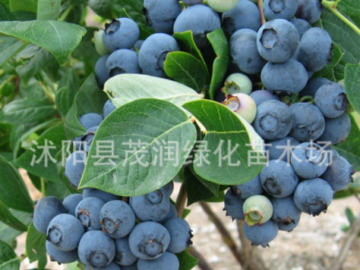 庭院地栽 室内盆栽果树苗 蓝莓苗 蓝莓树苗带土球包装，3年苗图1