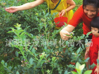 庭院地栽 室内盆栽果树苗 蓝莓苗 蓝莓树苗带土球包装，3年苗图4