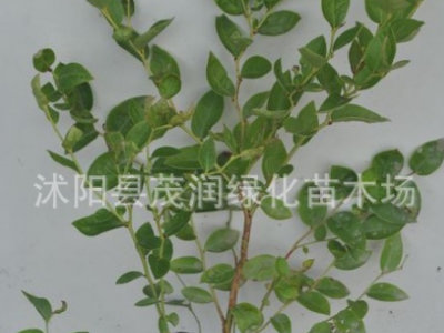庭院地栽 室内盆栽果树苗 蓝莓苗 蓝莓树苗带土球包装，3年苗图5