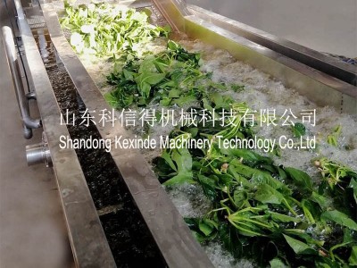 加工定制 菠菜清洗加工设备 蔬菜气泡喷淋清洗 全自动菠菜清洗机图3
