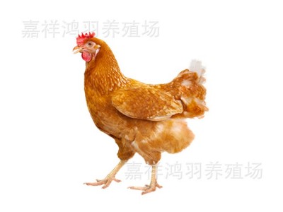 鸡苗红玉鸡苗 鸡苗活体大红公鸡苗养殖出售红玉鸡苗脱温半斤鸡苗图5
