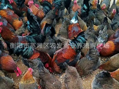 青脚土鸡苗批发血毛土鸡苗价格青细脚鸡苗重庆土鸡贵州土鸡苗养殖图2
