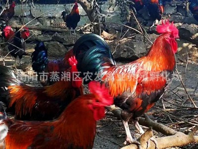 青脚土鸡苗批发血毛土鸡苗价格青细脚鸡苗重庆土鸡贵州土鸡苗养殖图3