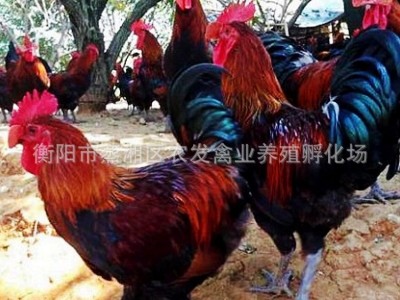 青脚土鸡苗批发血毛土鸡苗价格青细脚鸡苗重庆土鸡贵州土鸡苗养殖图5