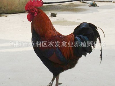 青脚土鸡苗批发血毛土鸡苗价格青细脚鸡苗重庆土鸡贵州土鸡苗养殖图4