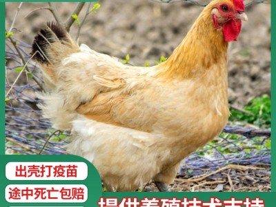 厂家散养土鸡苗批发 青脚黄羽固始土鸡母苗 青细脚高腿土鸡苗价格图3