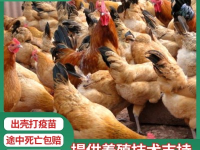 厂家散养土鸡苗批发 青脚黄羽固始土鸡母苗 青细脚高腿土鸡苗价格图2