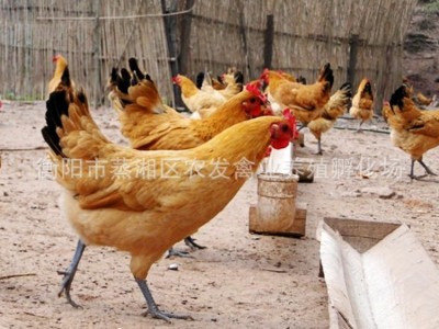 厂家散养土鸡苗批发 青脚黄羽固始土鸡母苗 青细脚高腿土鸡苗价格图5