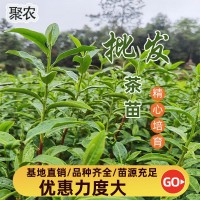 大岗茶茶苗 大岗茶茶叶苗 大岗茶树苗扦插穗条枝条