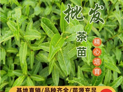 大岗茶茶苗 大岗茶茶叶苗 大岗茶树苗扦插穗条枝条图2