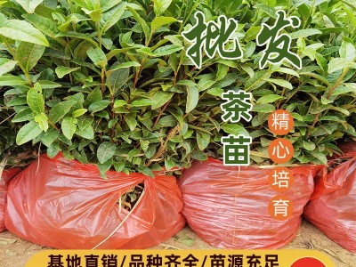 大岗茶茶苗 大岗茶茶叶苗 大岗茶树苗扦插穗条枝条图4