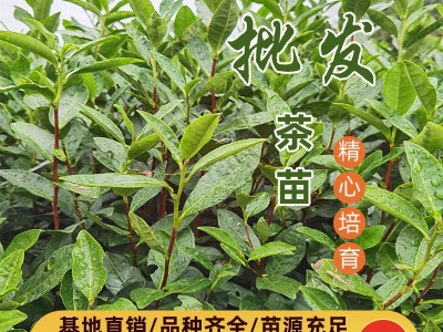 大岗茶茶苗 大岗茶茶叶苗 大岗茶树苗扦插穗条枝条图5