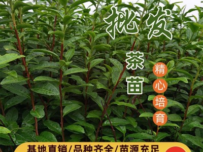 大岗茶茶苗 大岗茶茶叶苗 大岗茶树苗扦插穗条枝条图3