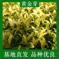 【黄金芽茶苗】 黄金芽茶叶苗 龙井黄茶苗浙江茶苗 早茶茶树