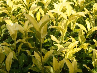 【黄金芽茶苗】 黄金芽茶叶苗 龙井黄茶苗浙江茶苗 早茶茶树图2