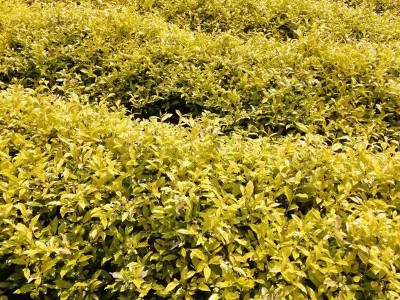【黄金芽茶苗】 黄金芽茶叶苗 龙井黄茶苗浙江茶苗 早茶茶树图3