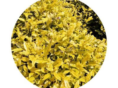 【黄金芽茶苗】 黄金芽茶叶苗 龙井黄茶苗浙江茶苗 早茶茶树图5