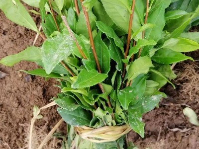 【黄金芽茶苗】 黄金芽茶叶苗 龙井黄茶苗浙江茶苗 早茶茶树图4
