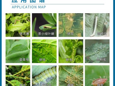 先正达 阿立卡22%噻虫嗪高效氯氰菊酯蚜虫腻虫造桥虫菜青虫杀虫剂图4
