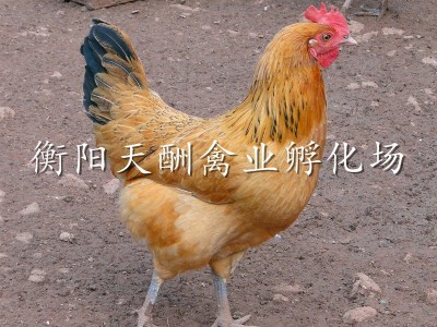 【厂家自产自销】优质高细脚土鸡苗 青脚土鸡苗 包打疫苗包技术图2