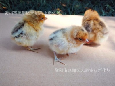 【厂家自产自销】优质高细脚土鸡苗 青脚土鸡苗 包打疫苗包技术图3
