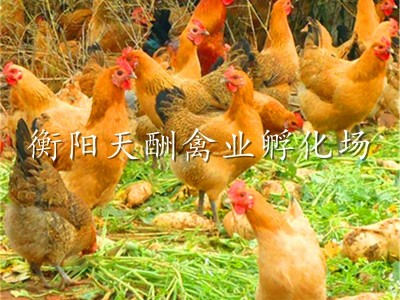 【厂家自产自销】优质高细脚土鸡苗 青脚土鸡苗 包打疫苗包技术图5