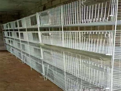 厂家供应育雏鸡笼四层一体 小鸡笼全自动养殖设备外贸采购图4