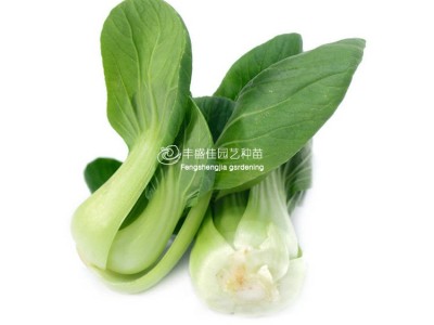 适合四季播种易活杂交青梗菜上海小白菜种子家庭菜园大棚蔬菜种子图4