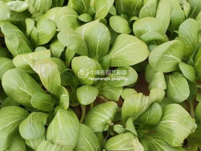 适合四季播种易活杂交青梗菜上海小白菜种子家庭菜园大棚蔬菜种子图2