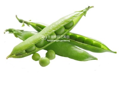 大田播种甜脆豆 豌豆青豆种子图4