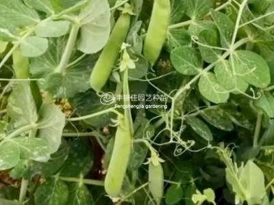 大田播种甜脆豆 豌豆青豆种子图3