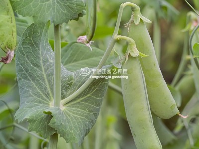 大田播种甜脆豆 豌豆青豆种子图2