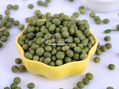 大田播种甜脆豆 豌豆青豆种子图5
