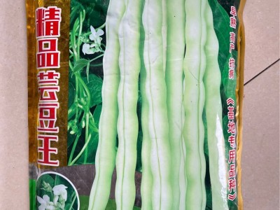 批发九粒白四季豆种籽高产早熟肉厚老来少芸豆白豆角种子一件一斤图2