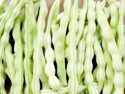 批发九粒白四季豆种籽高产早熟肉厚老来少芸豆白豆角种子一件一斤图4