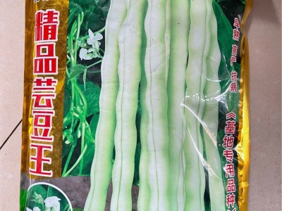 批发九粒白四季豆种籽高产早熟肉厚老来少芸豆白豆角种子一件一斤图5