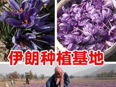 藏红花瓶装西红花长丝无黄根西藏番红花批发支持代发分销图5