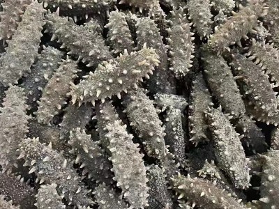 工厂直供 大连六排刺即食海参带籽参母刺参500g礼盒 大连即食海参图3