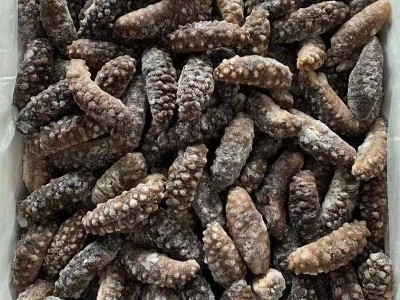工厂货源 土耳其即食海参 希腊米刺参非大连即食海参 米刺参500克图3