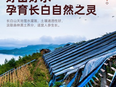 长白山鲜人参500g顺丰速发新鲜带土人参东北特产保鲜人参煲汤泡酒图4