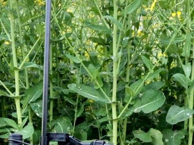 高压喷雾器农用背负式手动气压式打药机药水机 农用喷雾器喷雾农图4