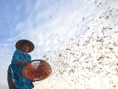 虾皮小虾米非特级生晒淡干儿童500g海米干货辅食图2