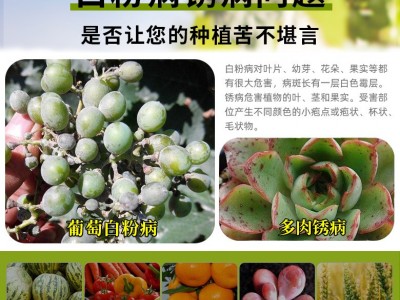 白粉锈病铲净2号农药杀菌剂 辣椒西瓜甜瓜黄瓜草莓白粉病专用药图2