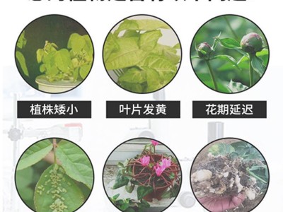 颗粒通用型多肉专用缓释肥长效养花卉通用氮磷钾植物家用花底肥料图4