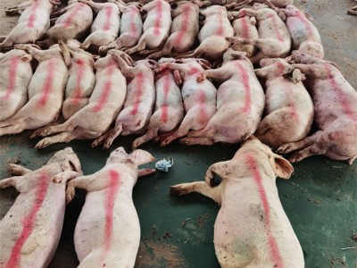 有机肥料发酵动物肉粉柱状颗粒替代羊粪鸡粪牛粪蚯蚓粪生物有机肥图2