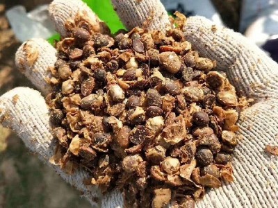 加工定制生物有机肥发酵大豆替代鸡粪牛粪羊粪发酵大豆生物有机肥图3