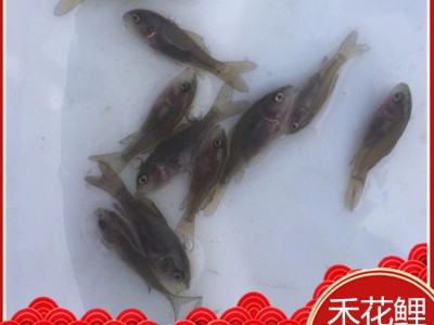 [高产鱼种】禾花鲤鱼苗 禾花乌鲤 禾花鲤 禾花鱼 乌鲤 荷花鲤鱼苗图1