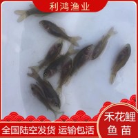 [高产鱼种】禾花鲤鱼苗 禾花乌鲤 禾花鲤 禾花鱼 乌鲤 荷花鲤鱼苗