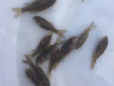 [高产鱼种】禾花鲤鱼苗 禾花乌鲤 禾花鲤 禾花鱼 乌鲤 荷花鲤鱼苗图3